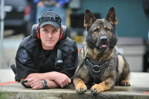 5 Ways a K9 Dog Can Enhance your Security